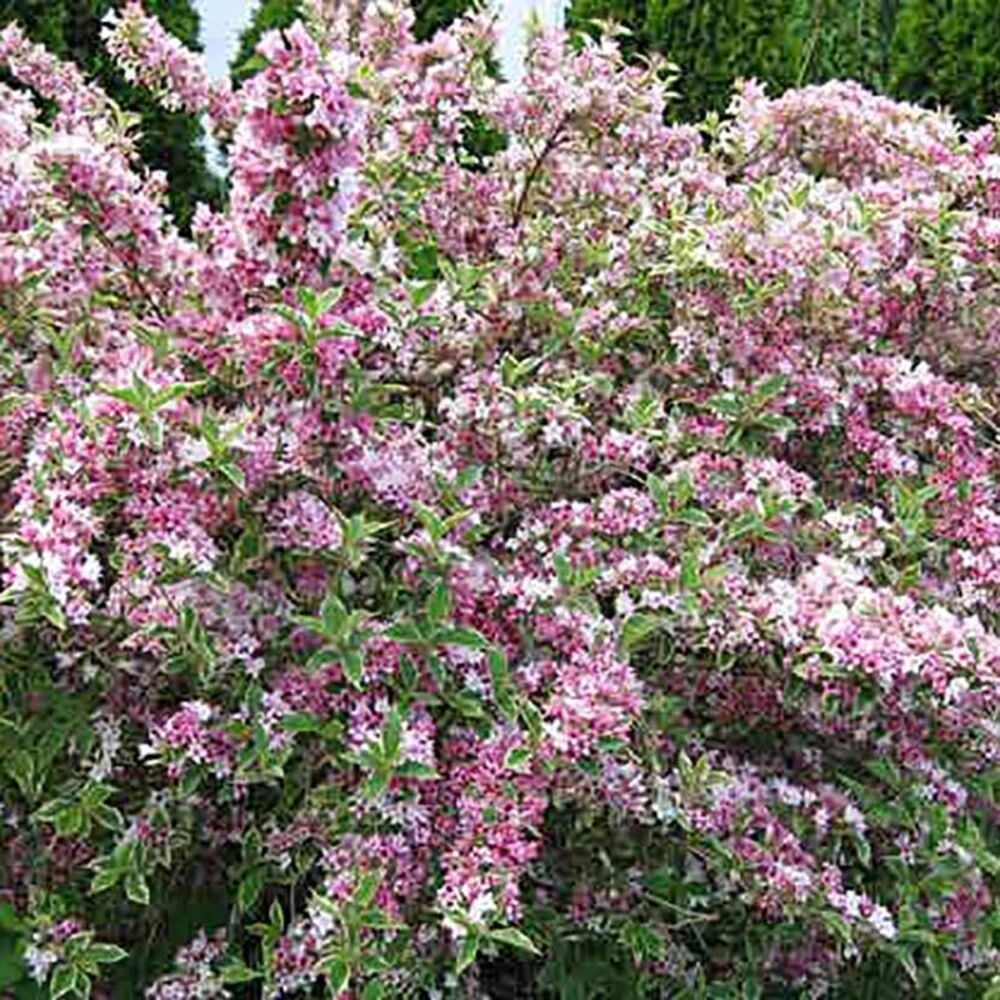 image of 2P Deluxe Flowering Shrub, May Vary