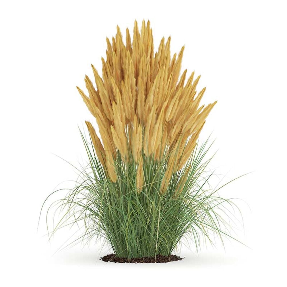 image of 1P Ornamental Grass, May Vary