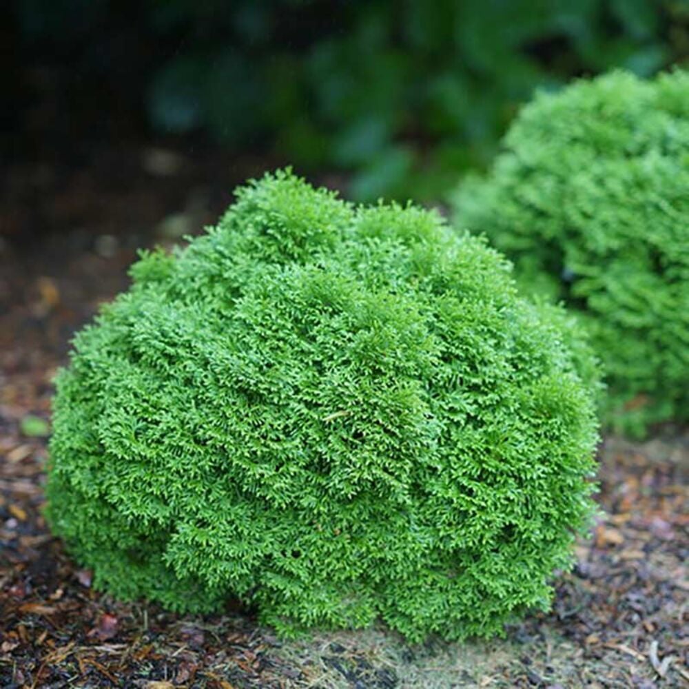 image of 8-in Branded Shrub, May Vary