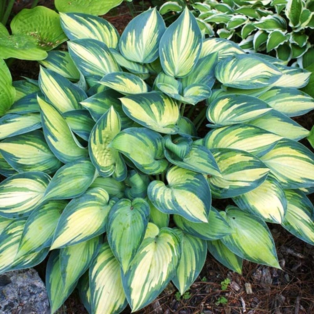 image of 3P Hosta, May Vary
