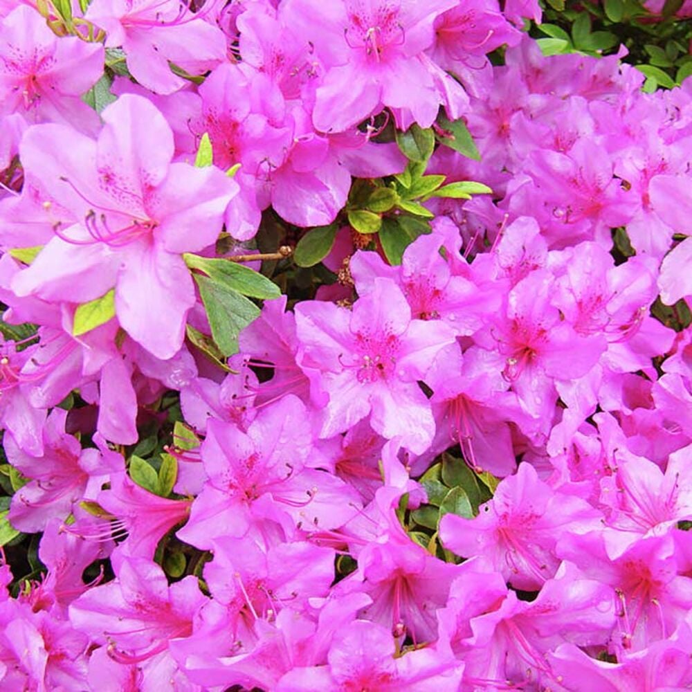 image of 3P Azalea, Color May Vary