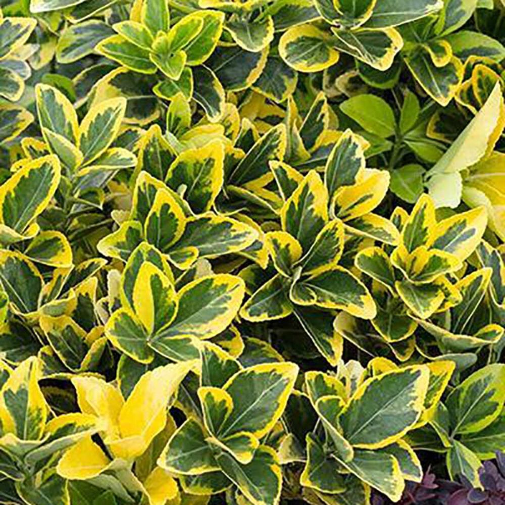 image of 3P Euonymus, May Vary