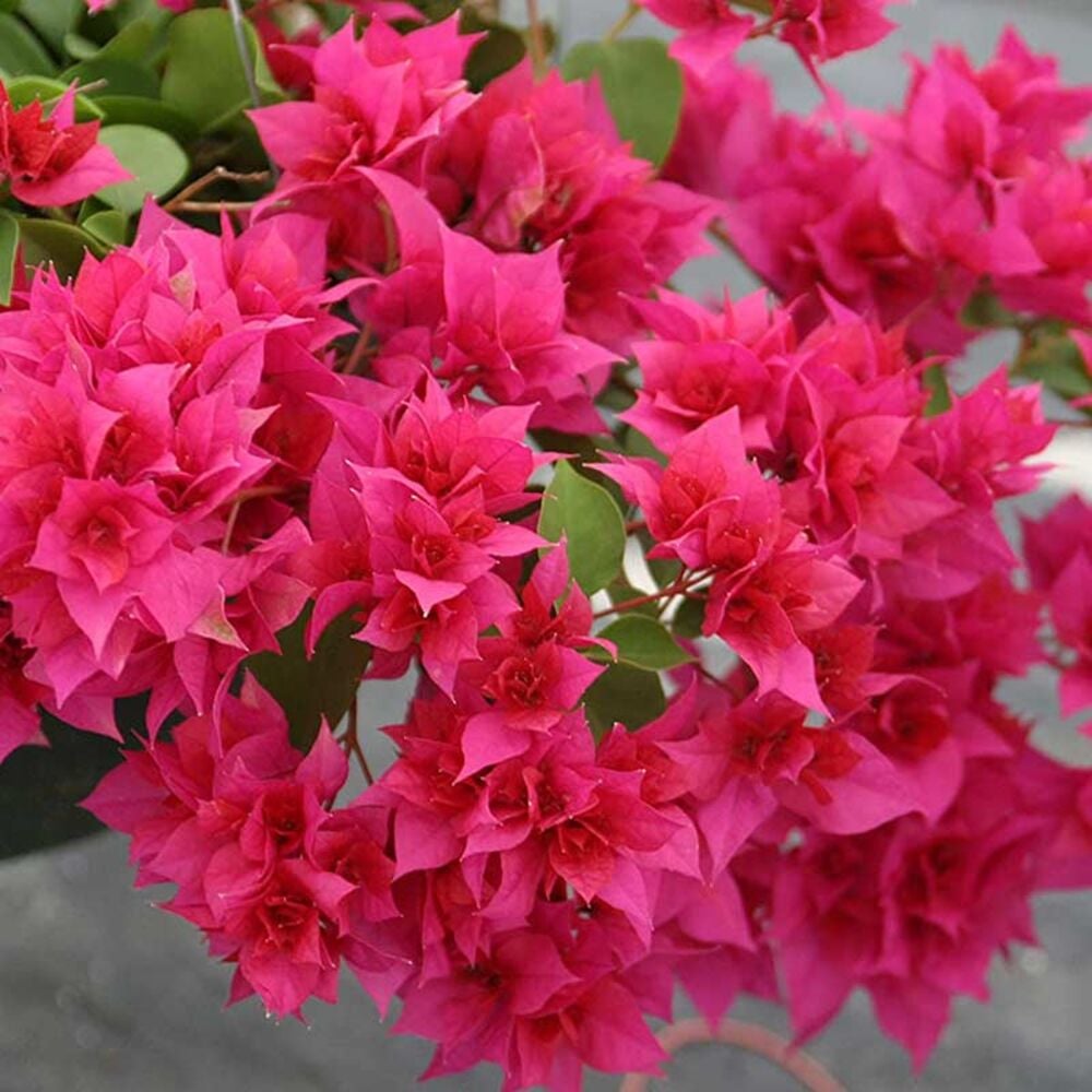 image of 3P Bougainvillea, May Vary