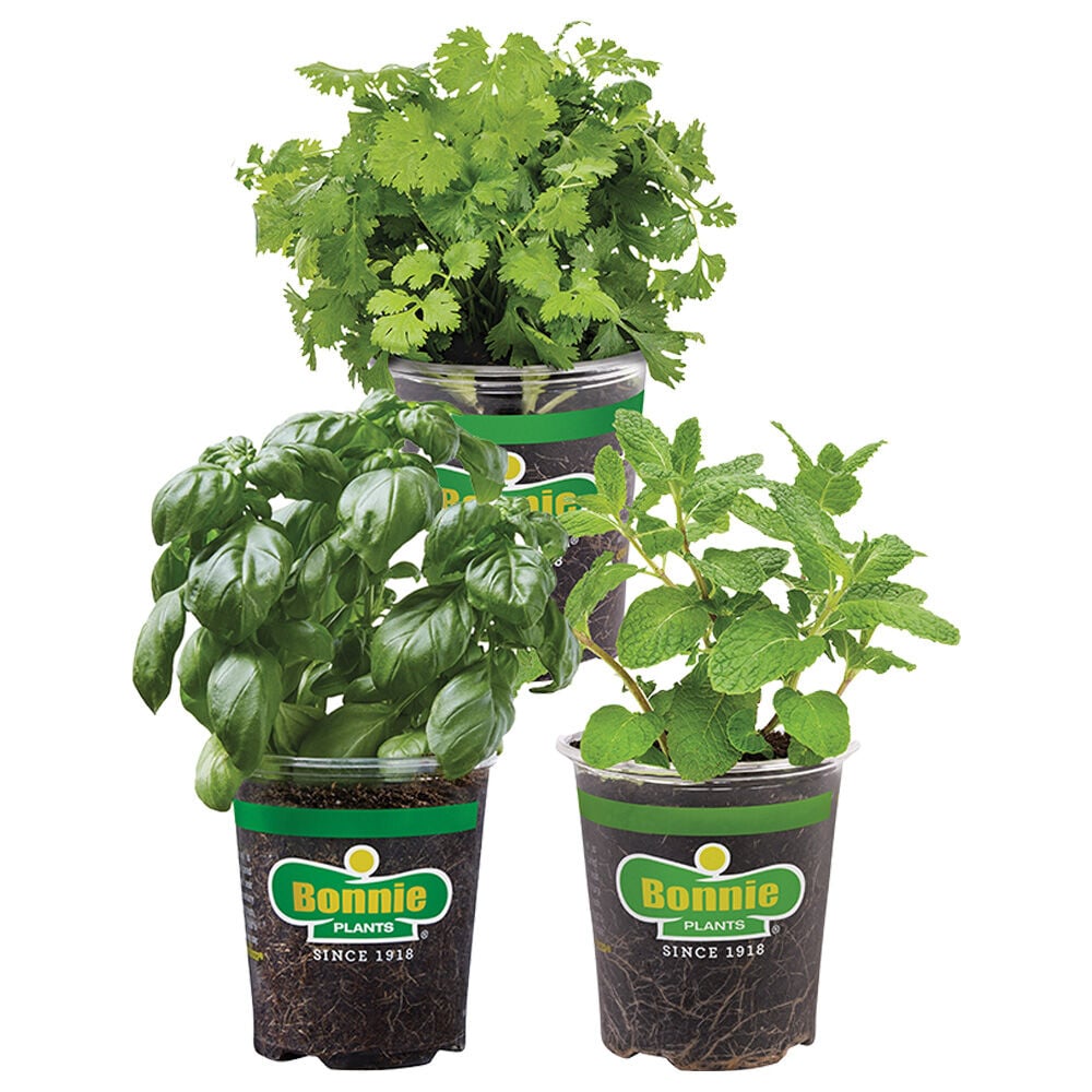 image of 4.5 in Assorted Herb Starters, May Vary