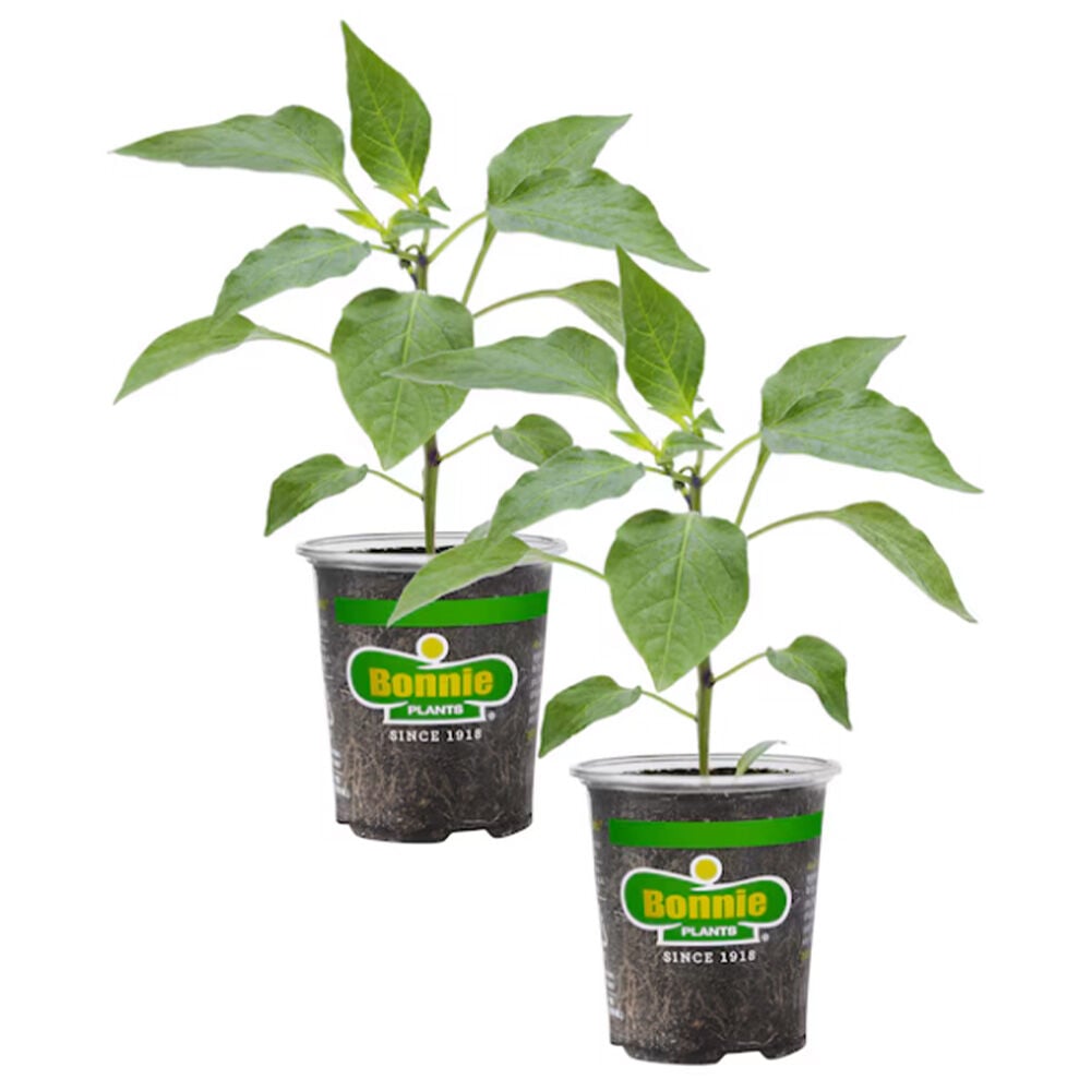 image of 4.5 in Assorted Veggie Starters, May Vary