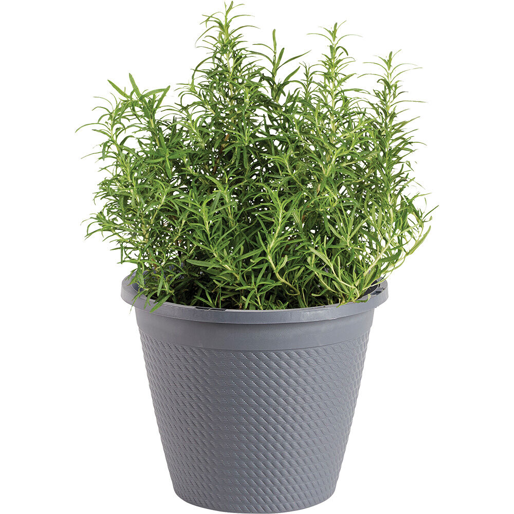 image of 11 in Herb Pot