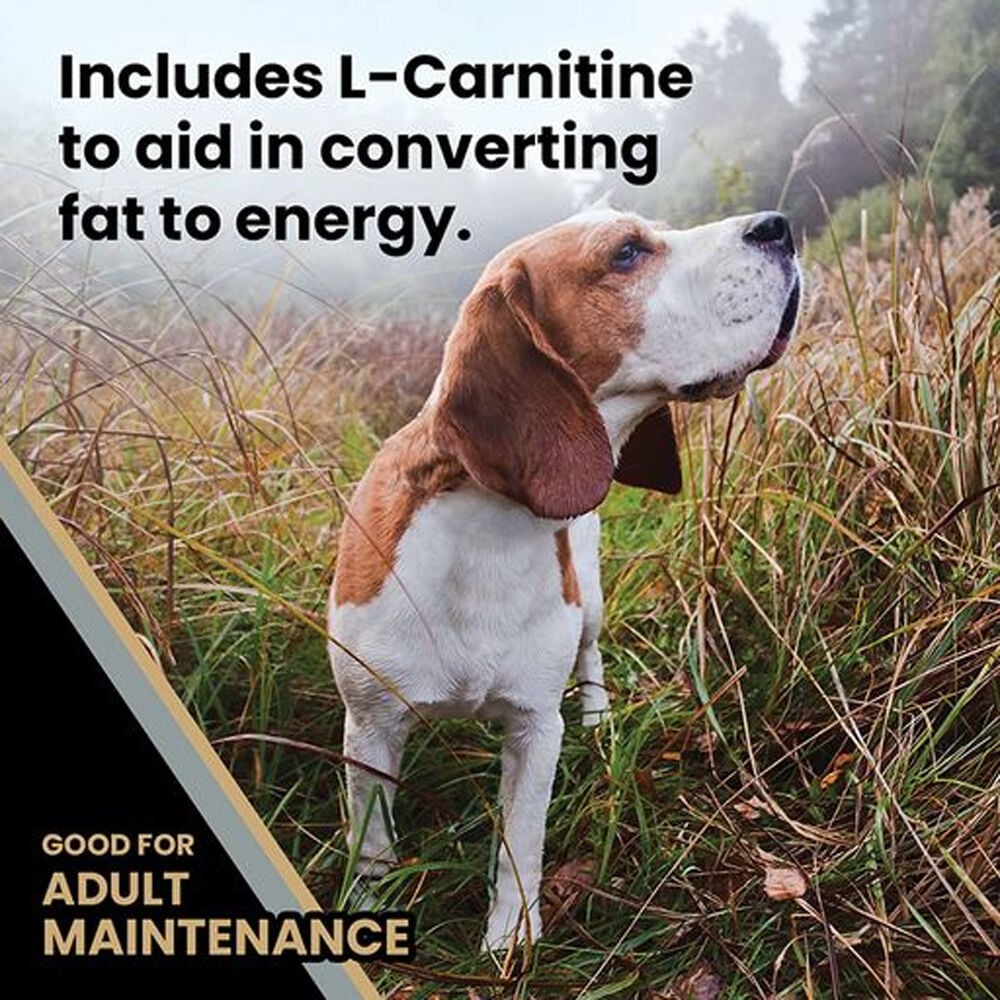 Senior Healthy Weight Dog Food 40 lb Atwoods