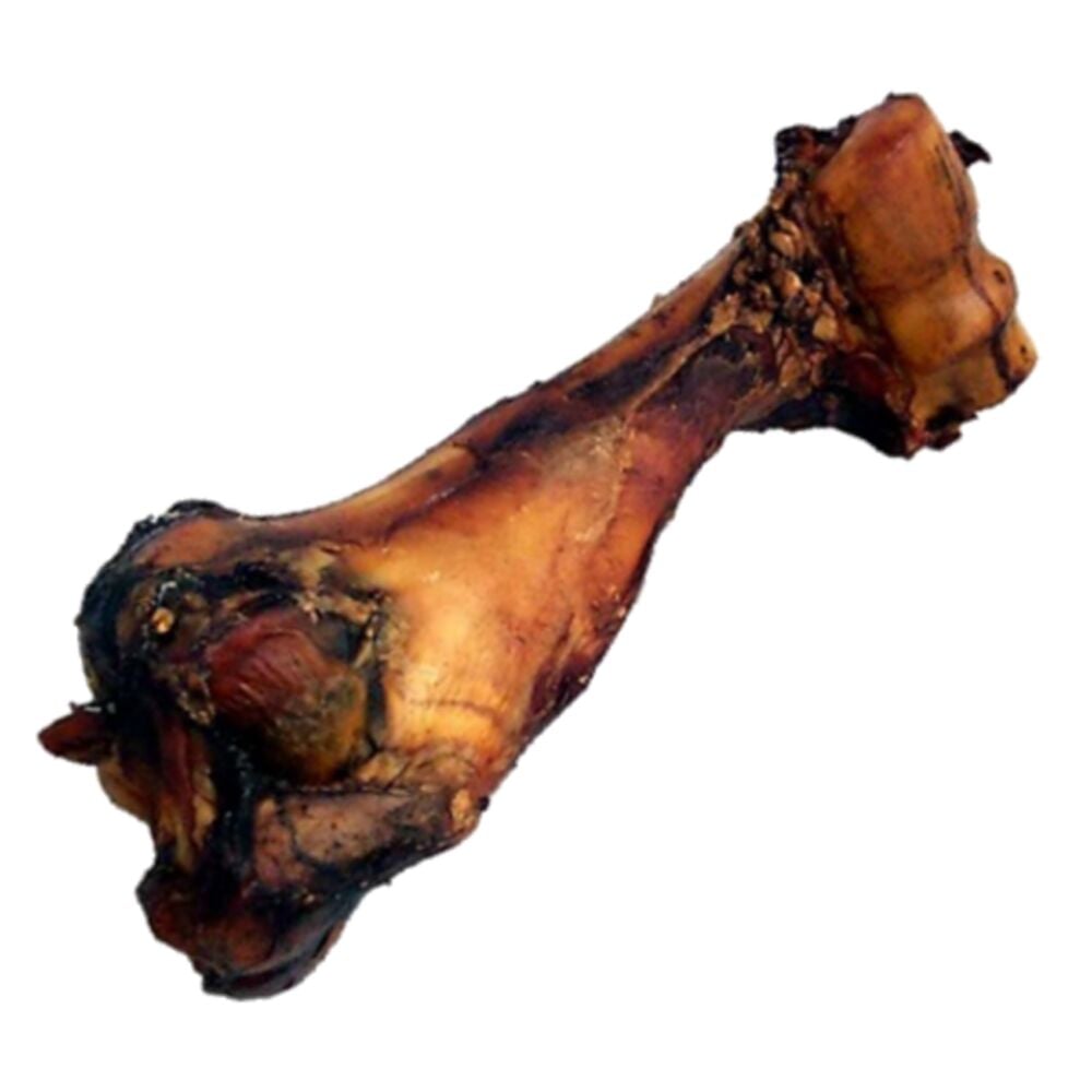 image of Dino Bone 12-14 in