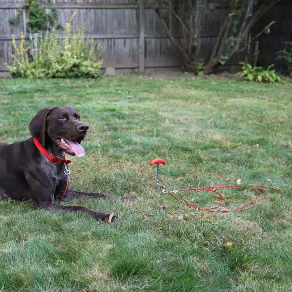 Tie Out Stake IIT 99918 Coiled Tie Out Cable - 16 Feet For Dogs Under 60 Lbs Iit 99918 Coiled Tie Out Cable - 16 Feet By Jmk Iit Jammu
