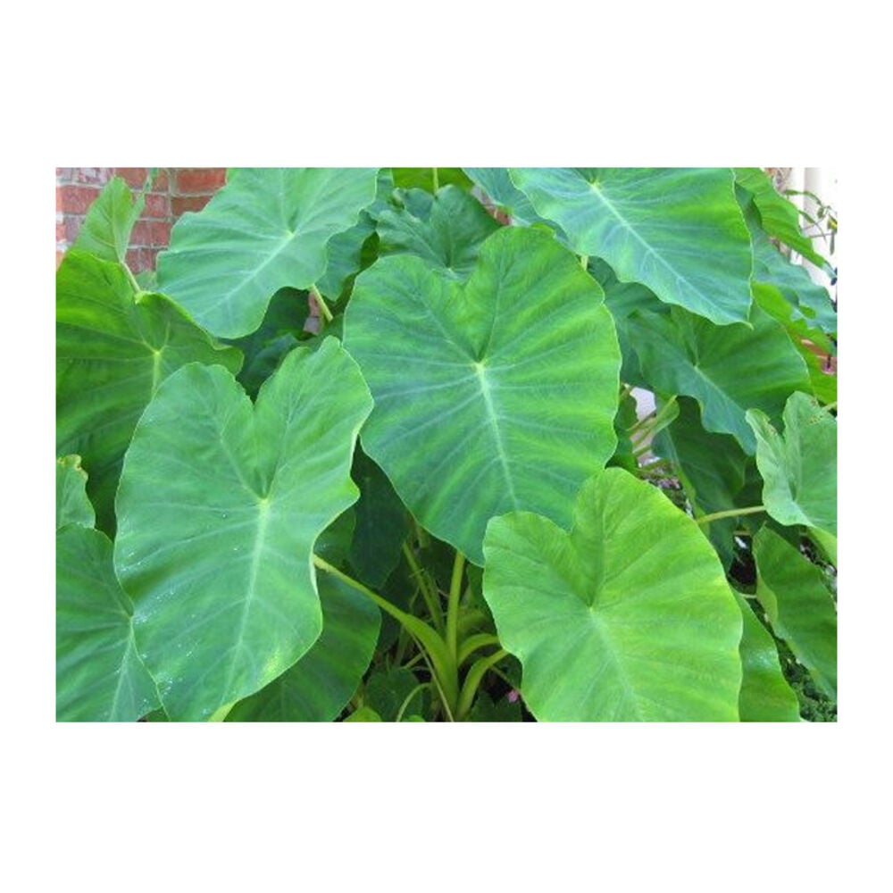 image of Elephant Ears, 11-13-in
