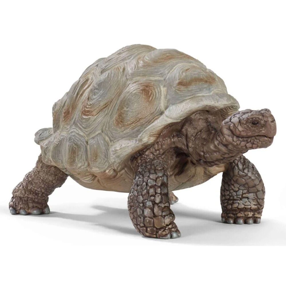 image of Giant Tortoise