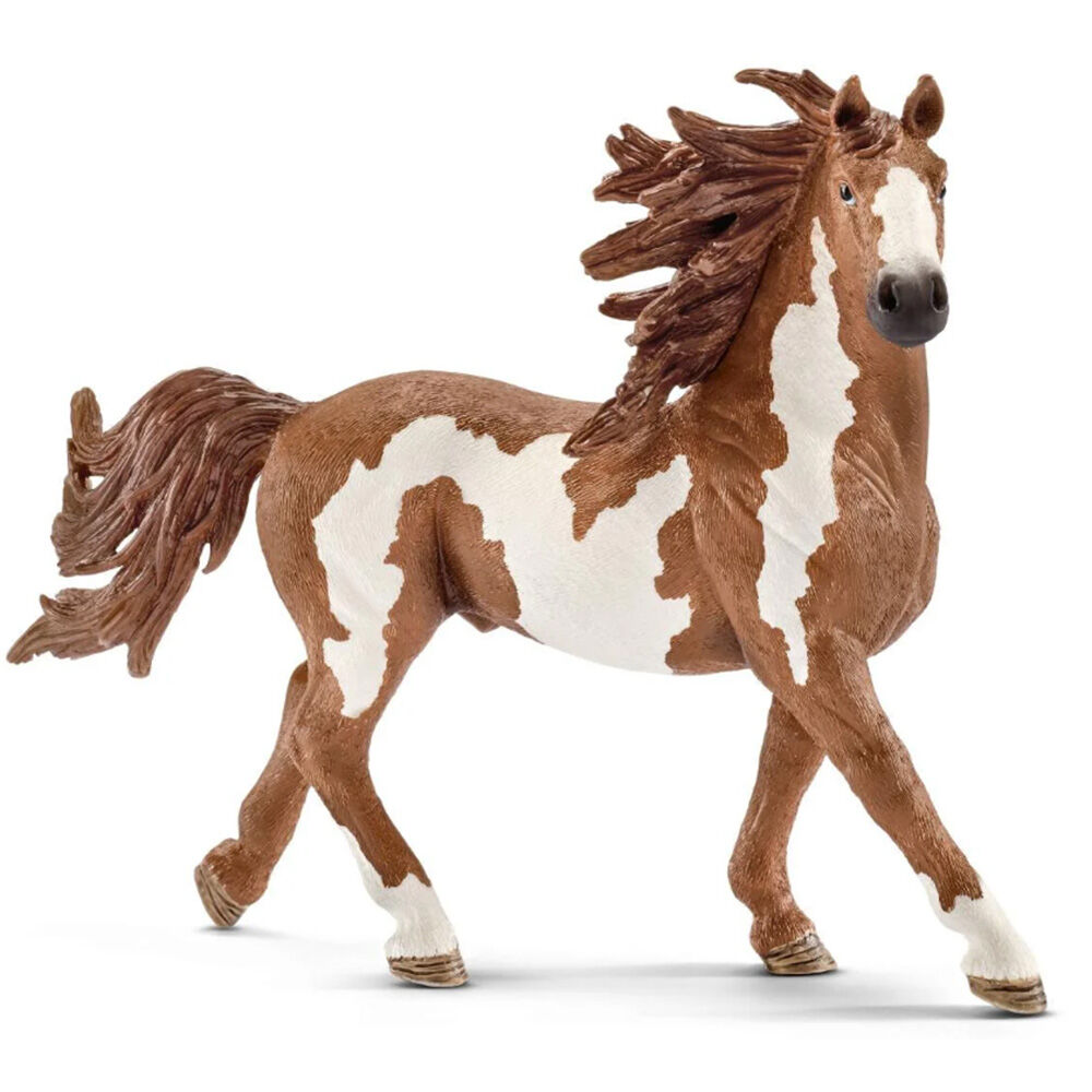 image of Pinto, stallion