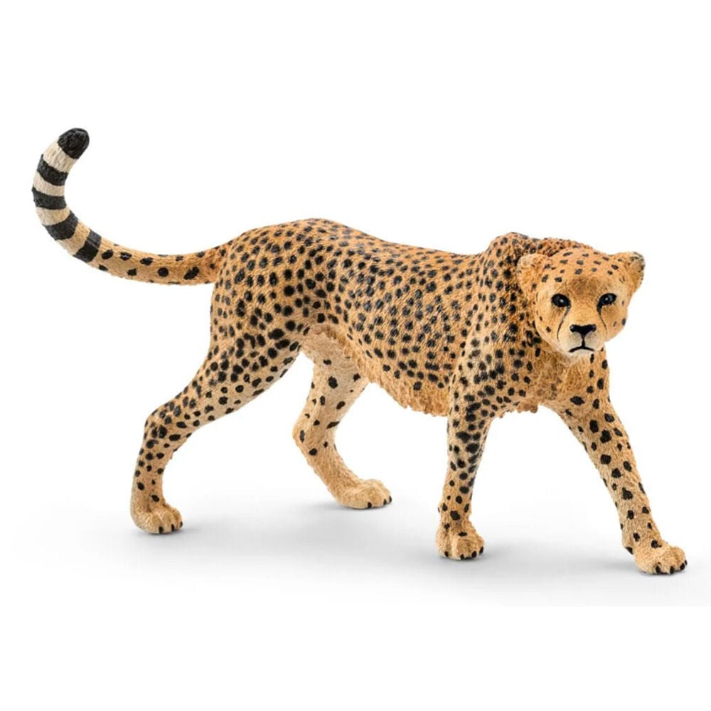 image of Cheetah, female