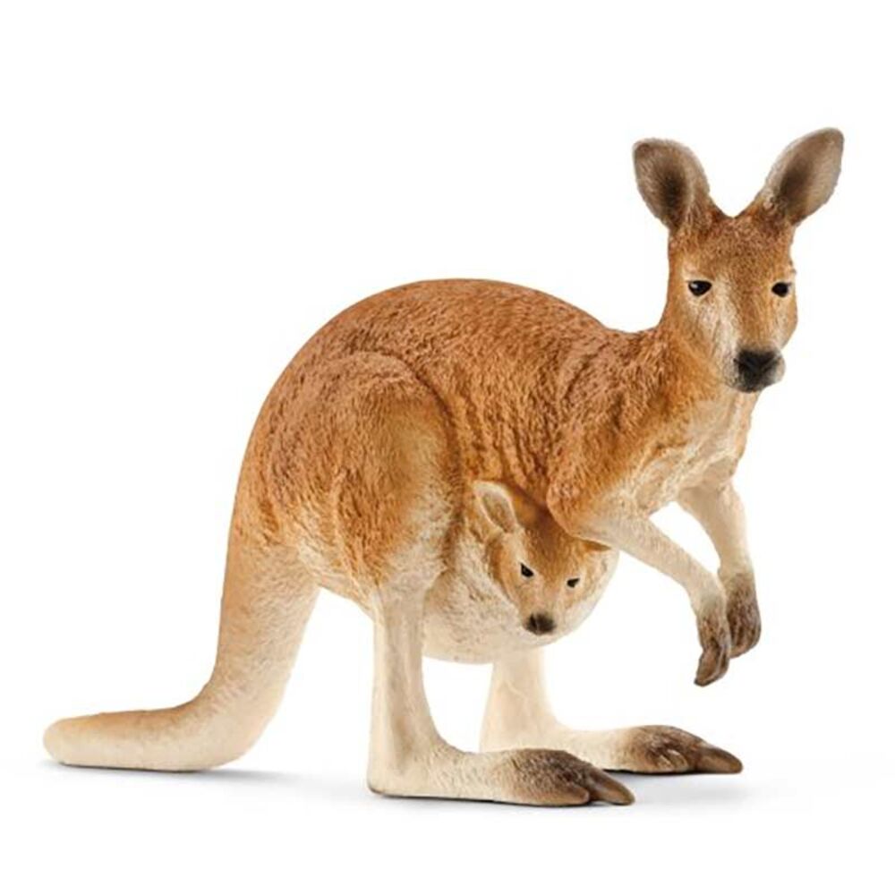 image of Kangaroo