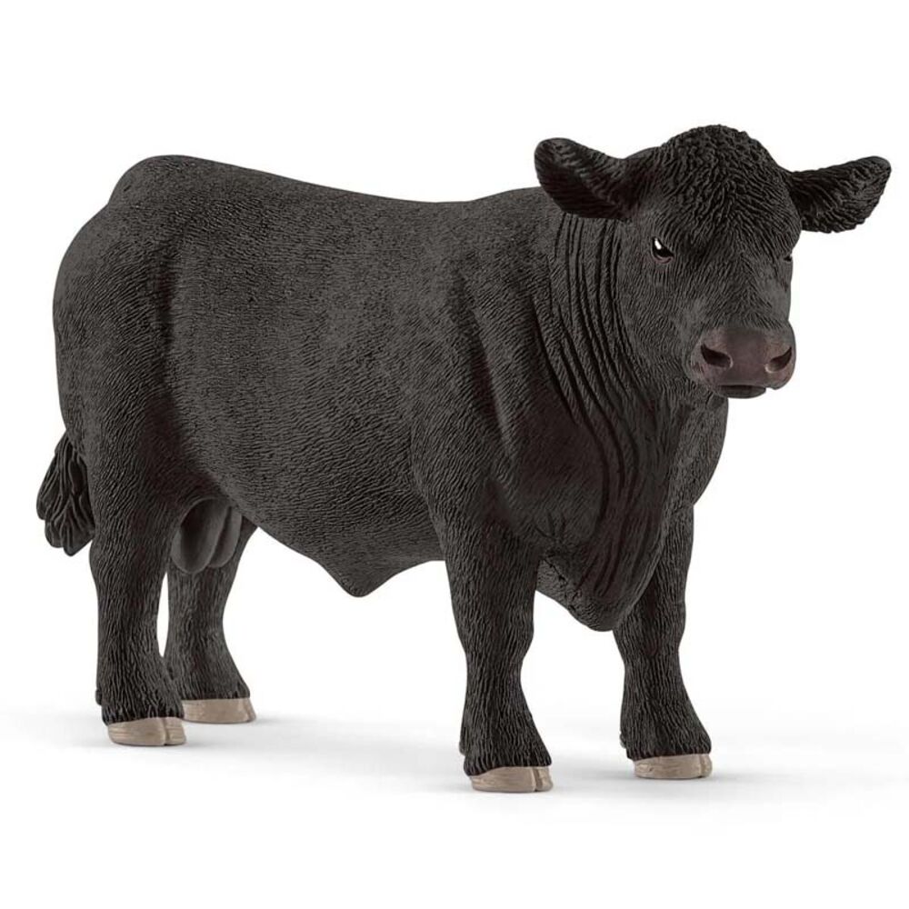 image of Black Angus, bull