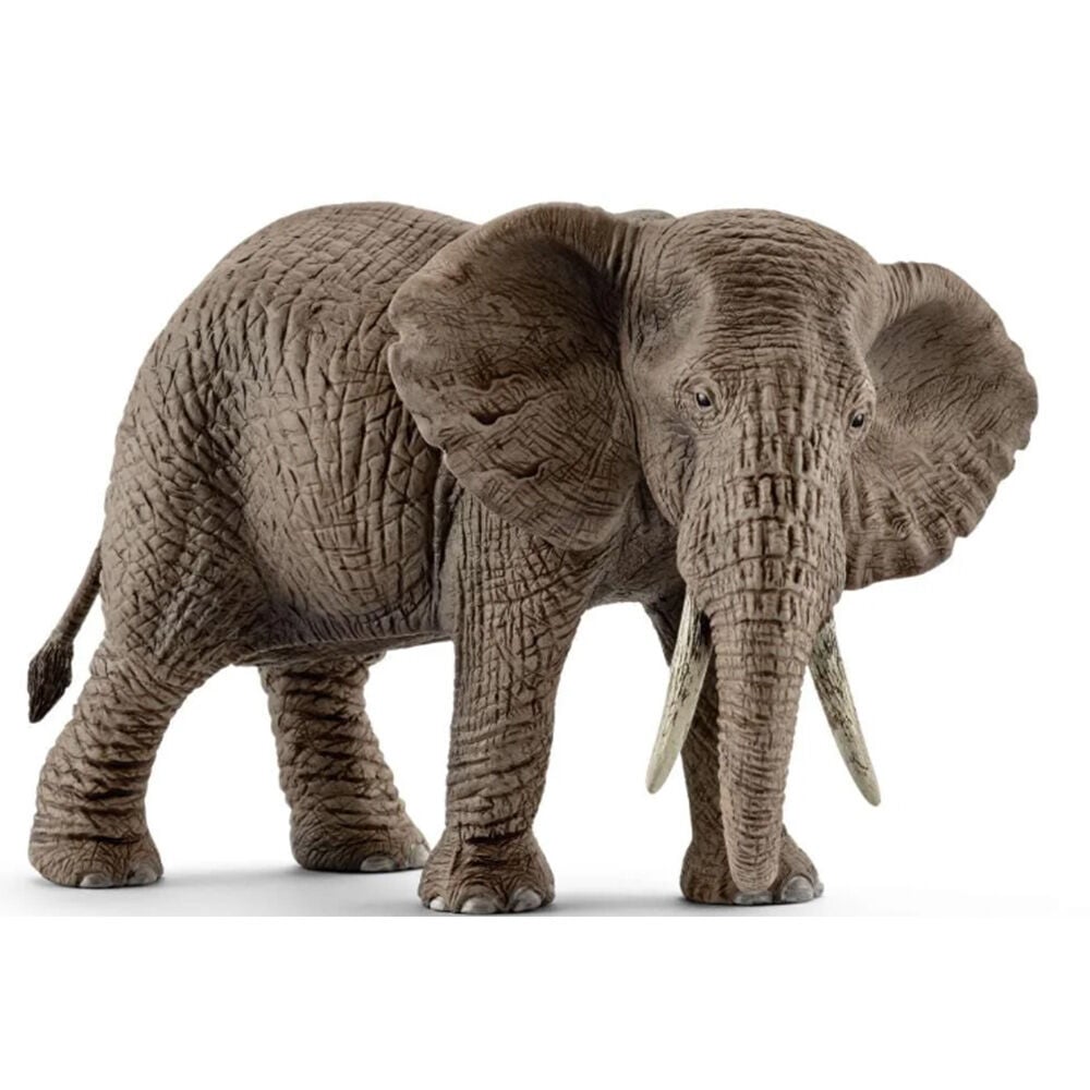 image of African Elephant, female