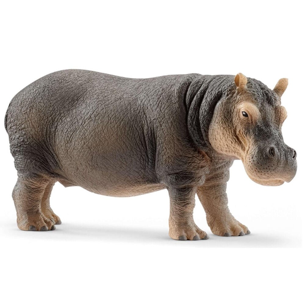image of Hippopotamus