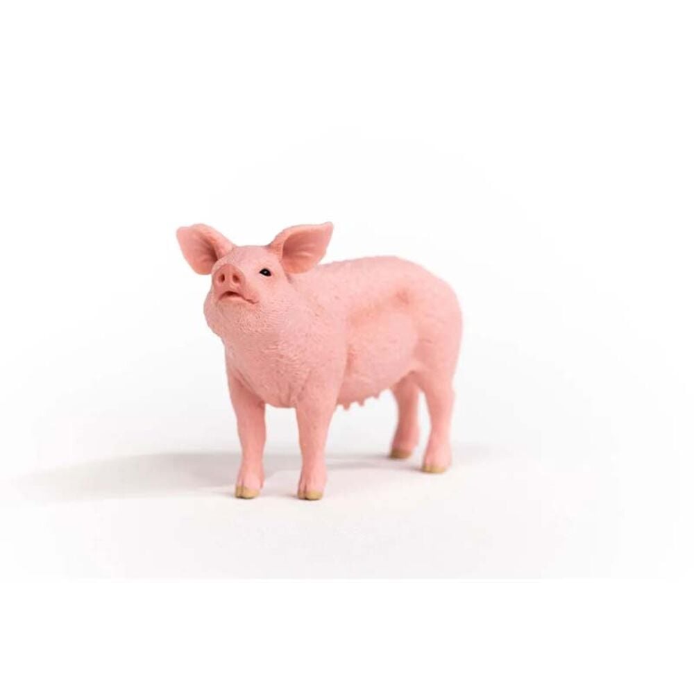 image of Pig