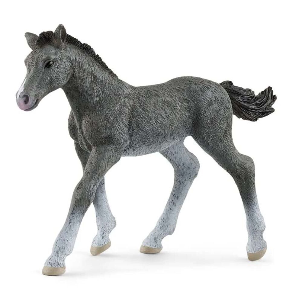 image of Trakehner, foal