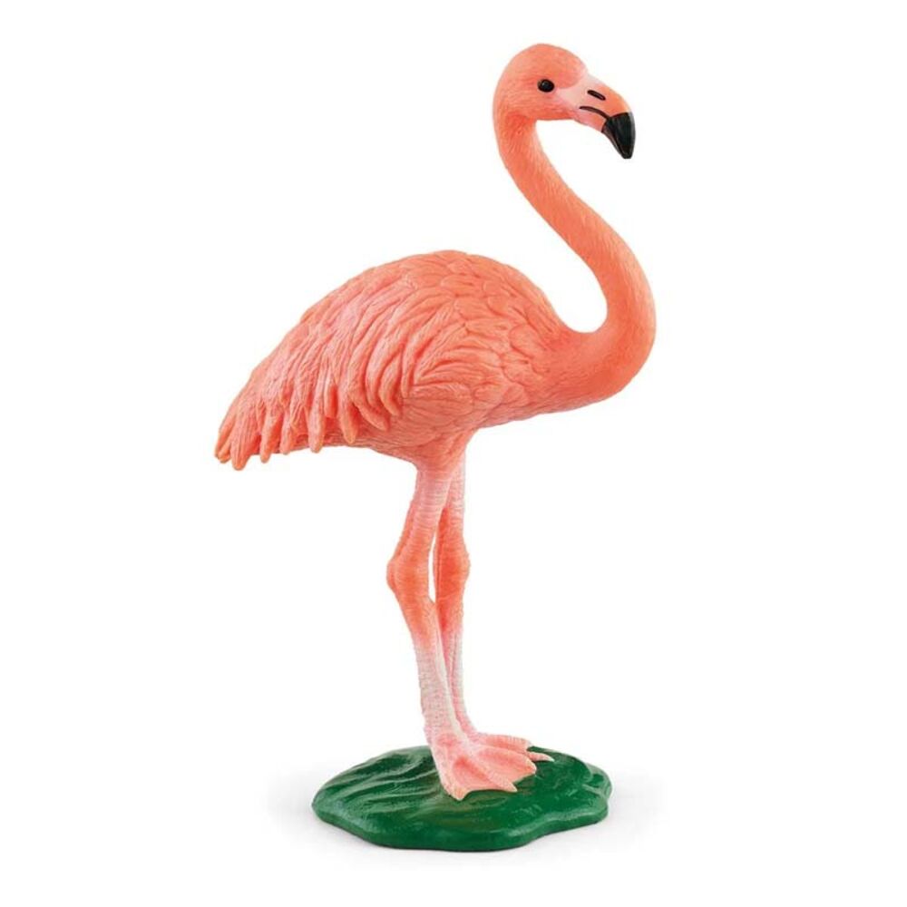 image of Flamingo