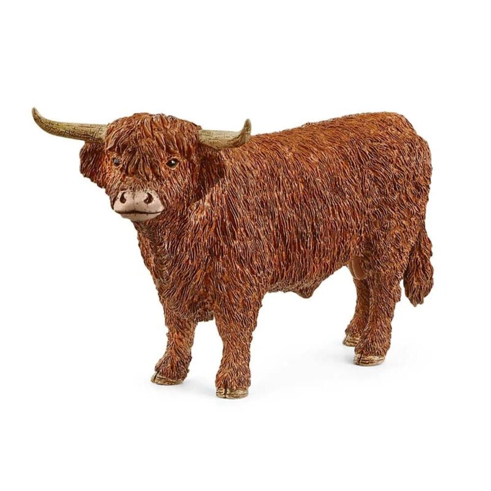 image of Highland, bull