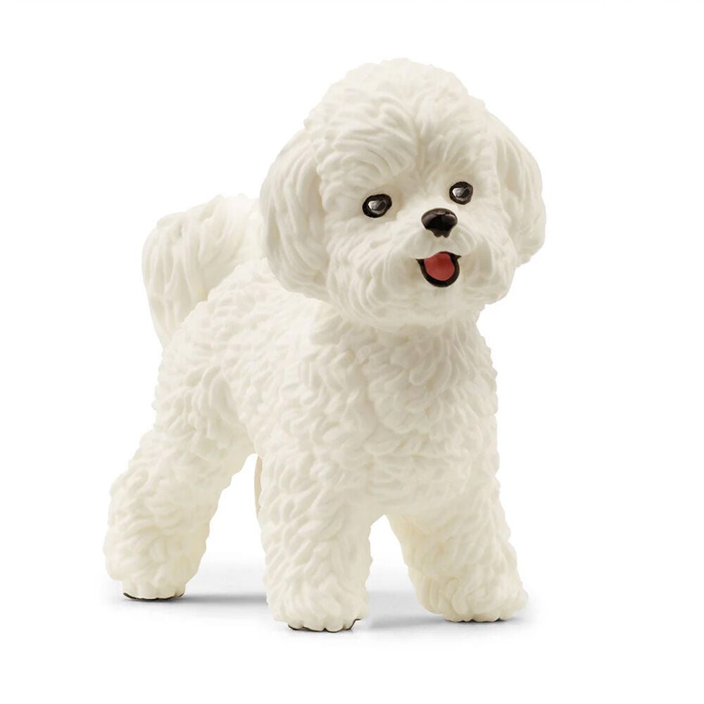 image of Bichon Frise