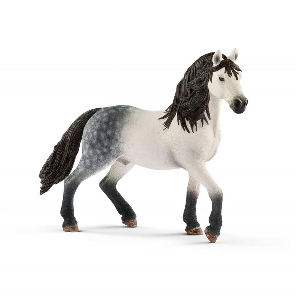 image of Andalusian Stallion
