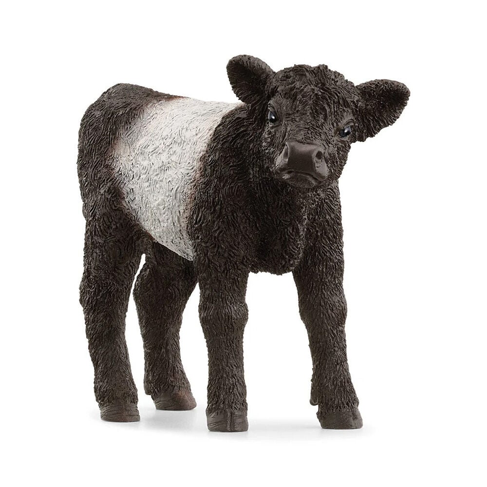 image of Galloway Calf