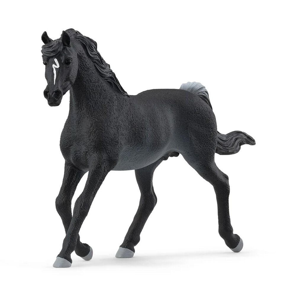 image of Arabian Stallion