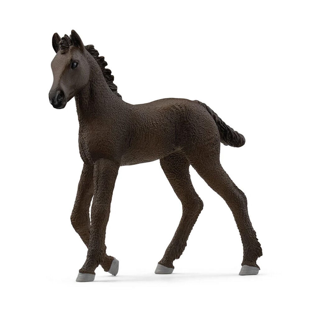 image of Friesian Foal