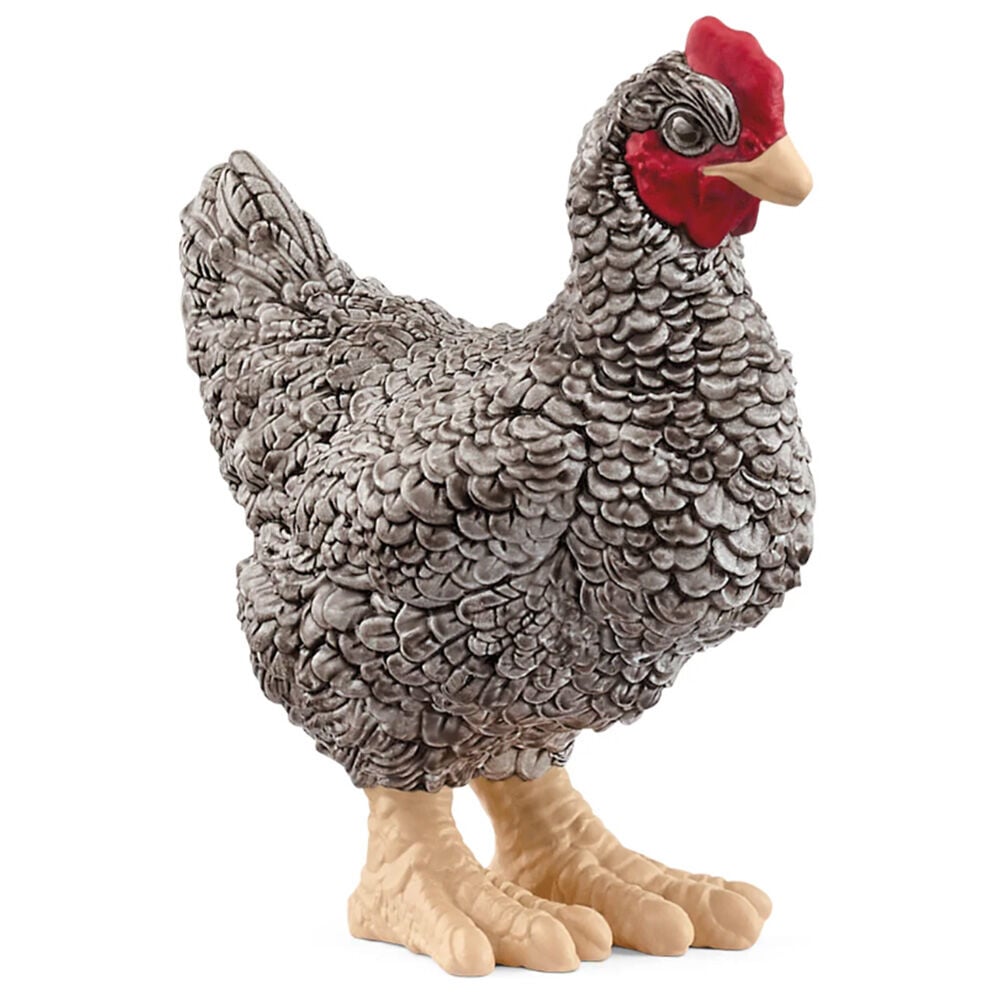 image of Plymouth Rock Chicken