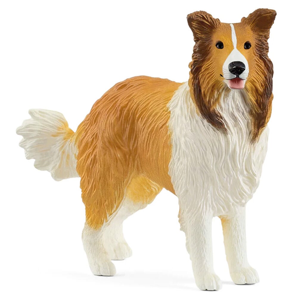 image of Collie 