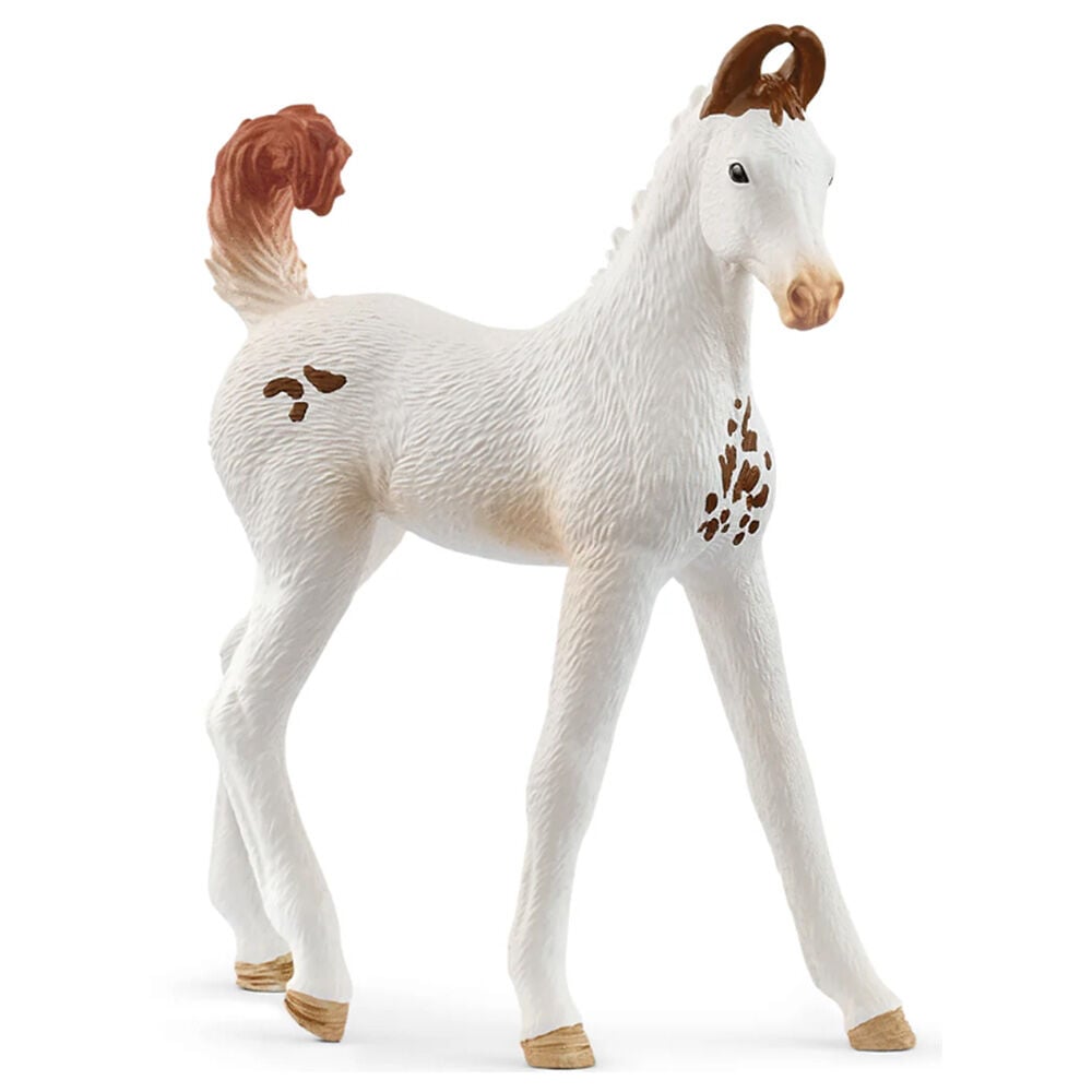 image of Marwari, foal