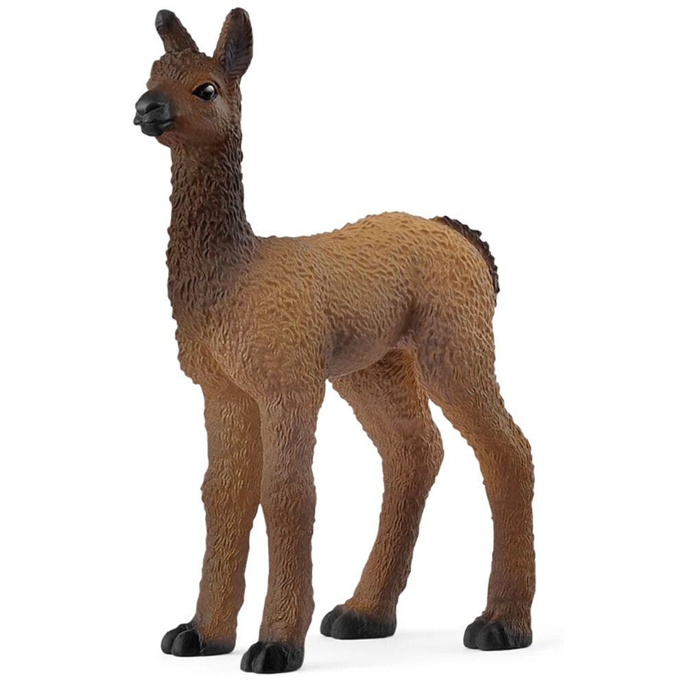 image of Llama, foal