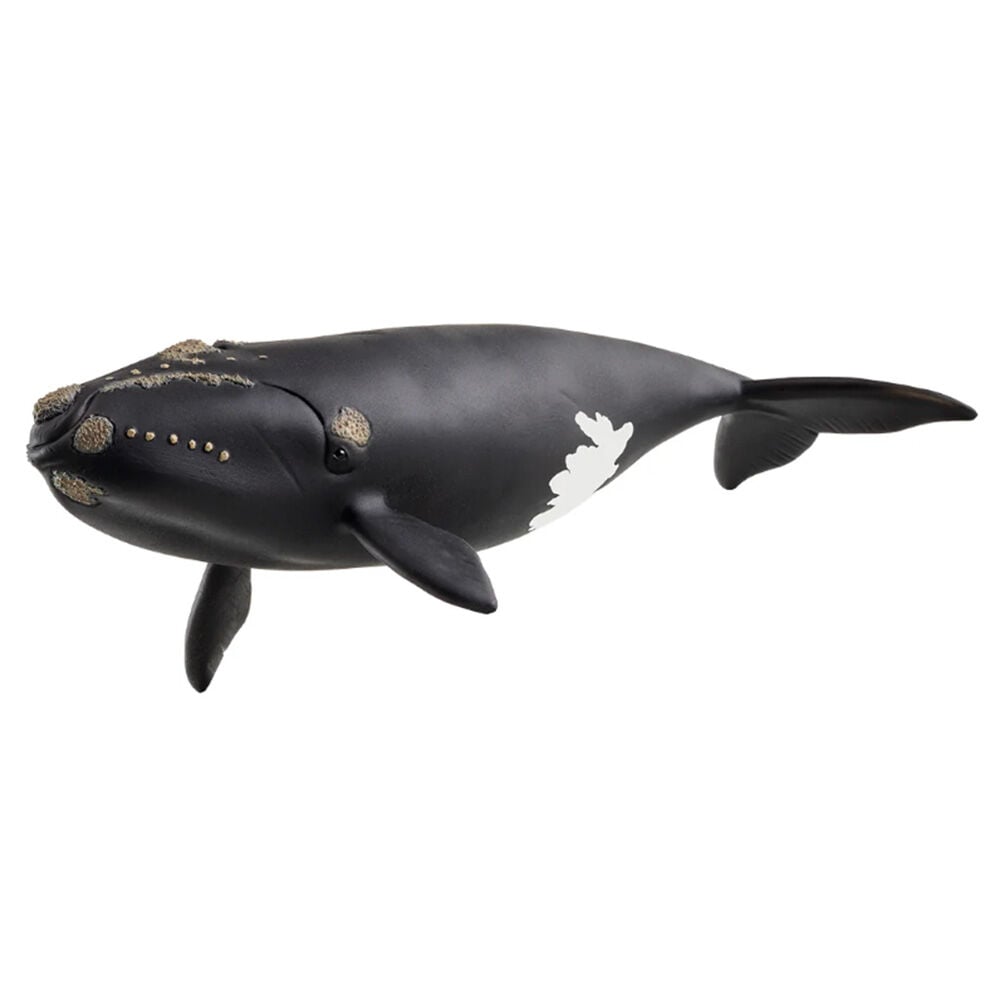 image of North Atlantic Right Whale