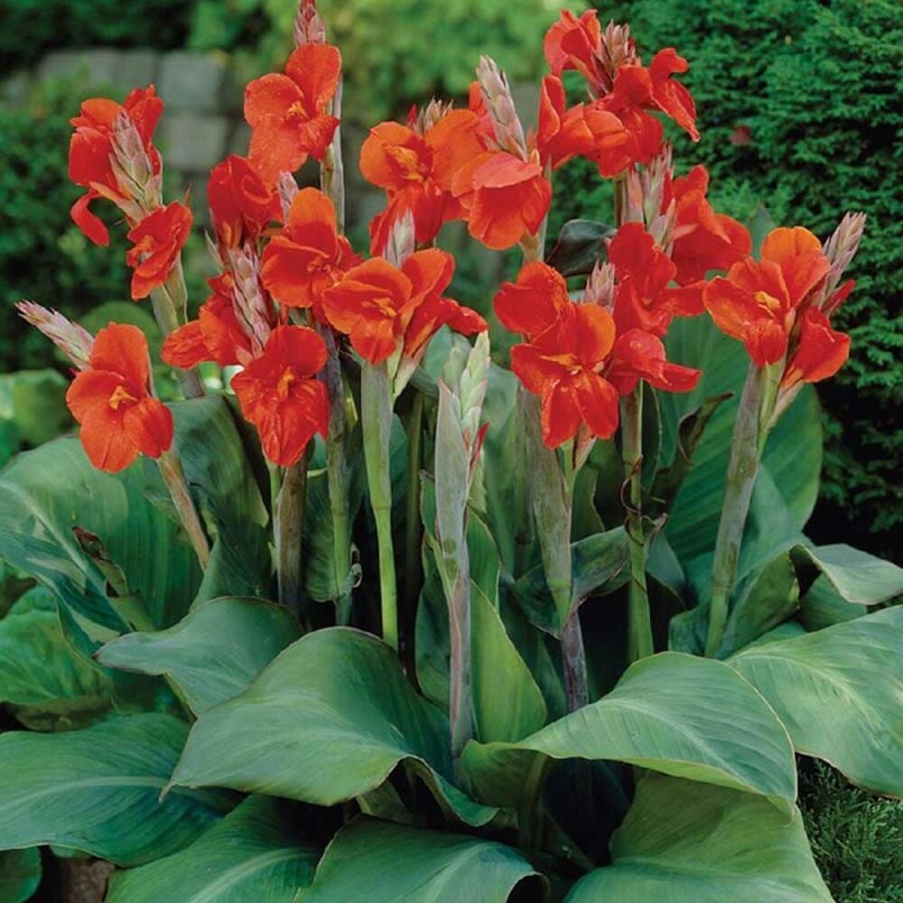 image of Canna Lilly Bulbs, May Vary