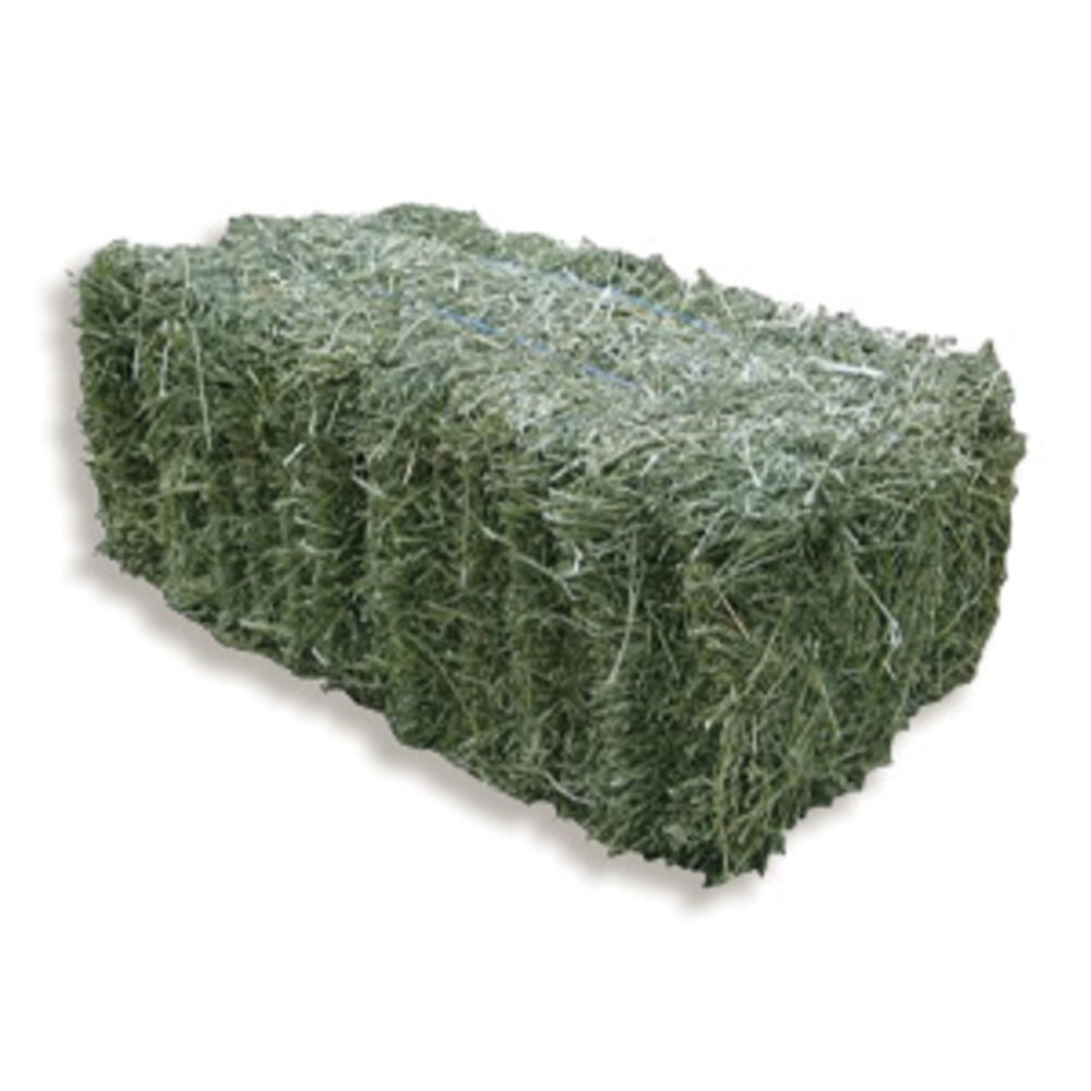 Hay and Foraging