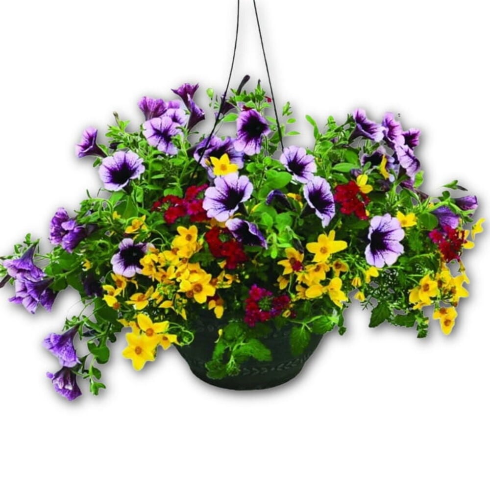 Hanging Baskets & Potted Plants