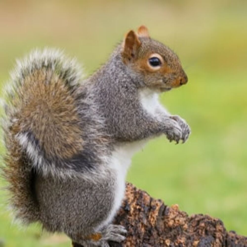 Squirrels