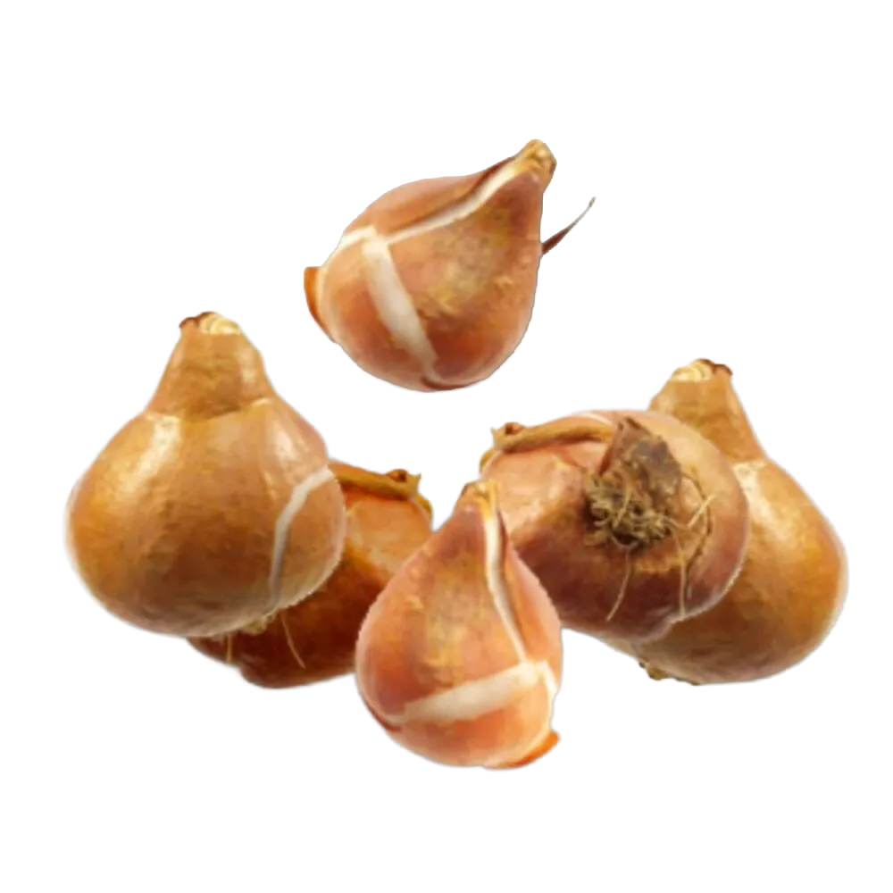 Bulbs