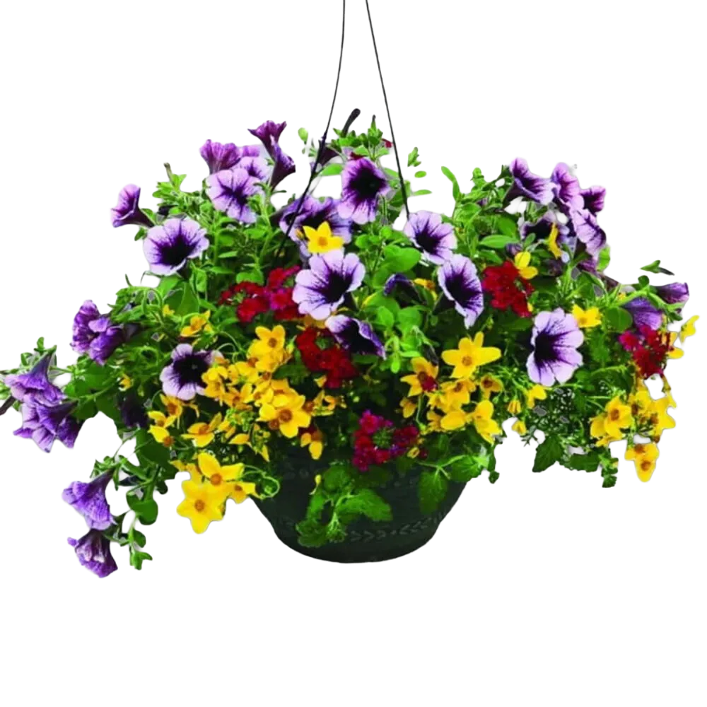 Hanging Baskets & Potted Plants
