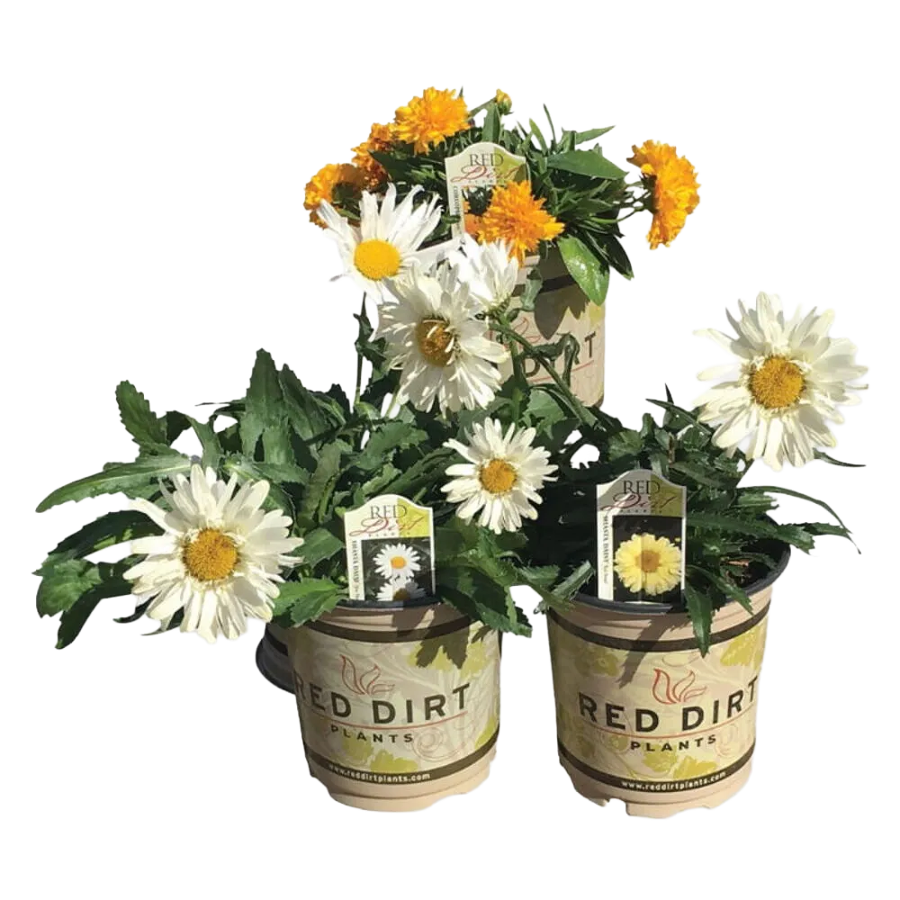 Nursery & Live Goods