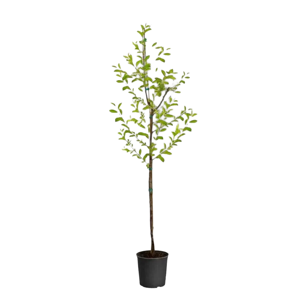 Trees & Shrubs