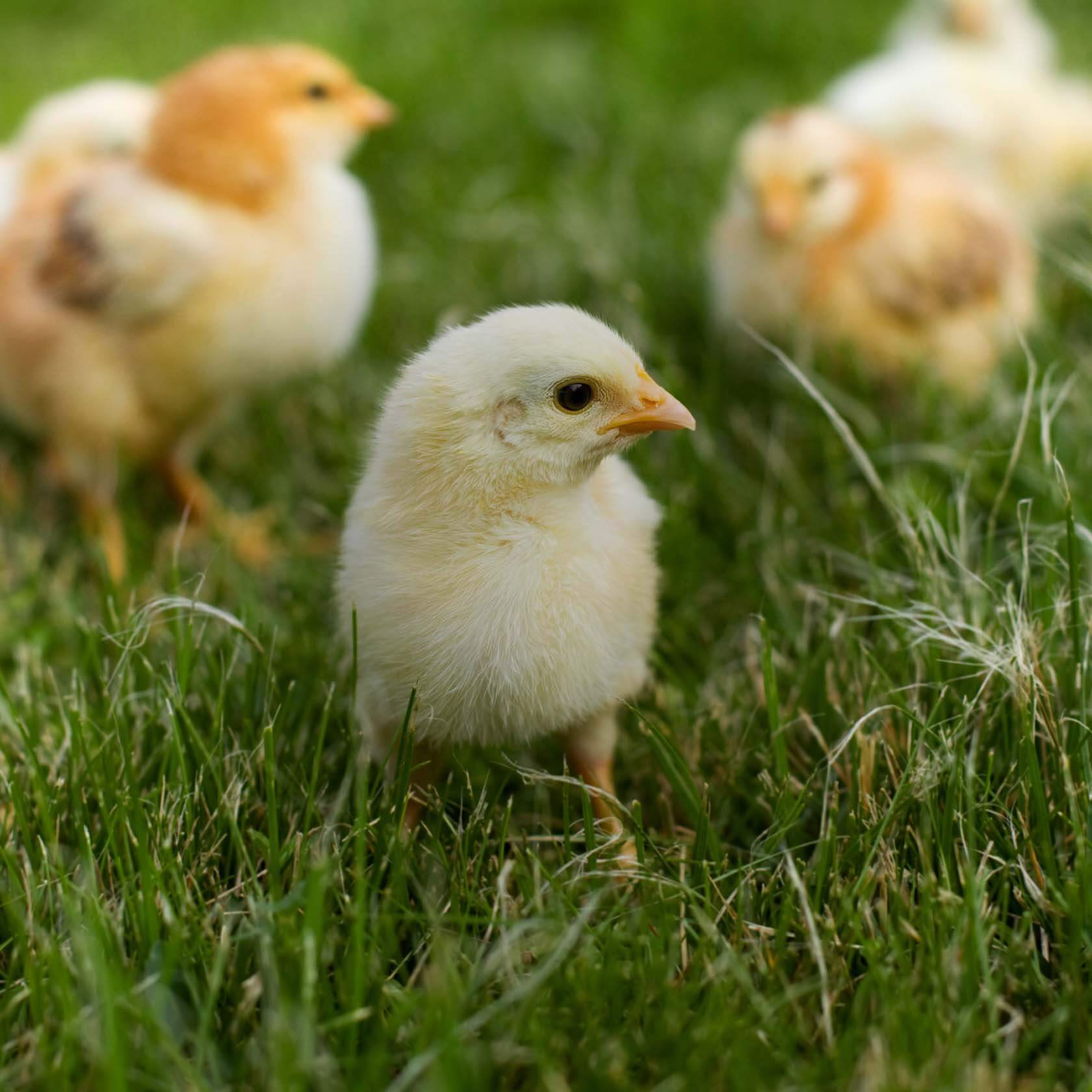 Chick-Days-Header-mob.jpg