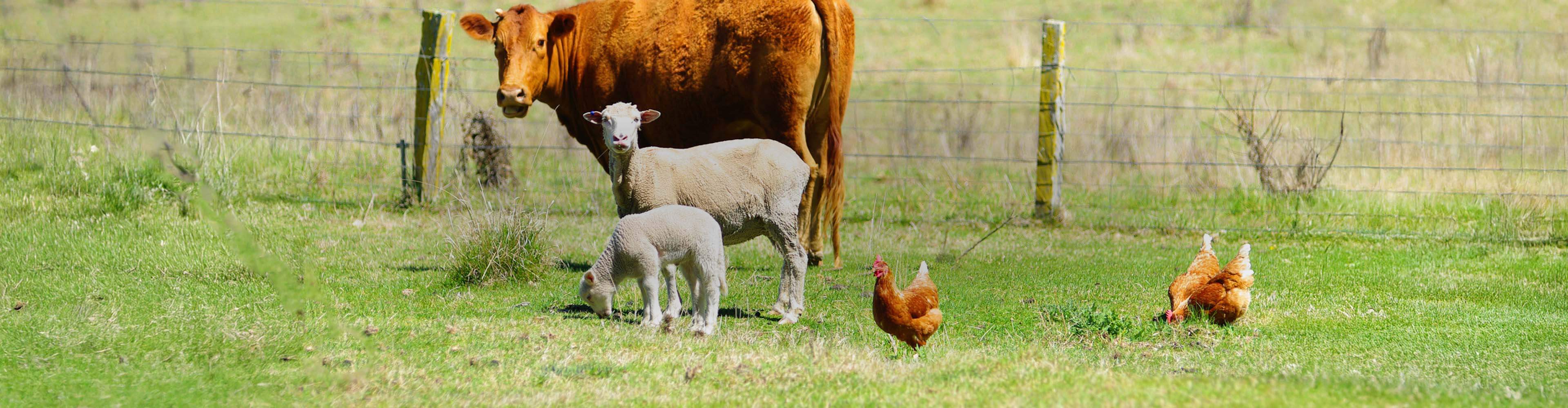 Farm-Animals-Header.jpg