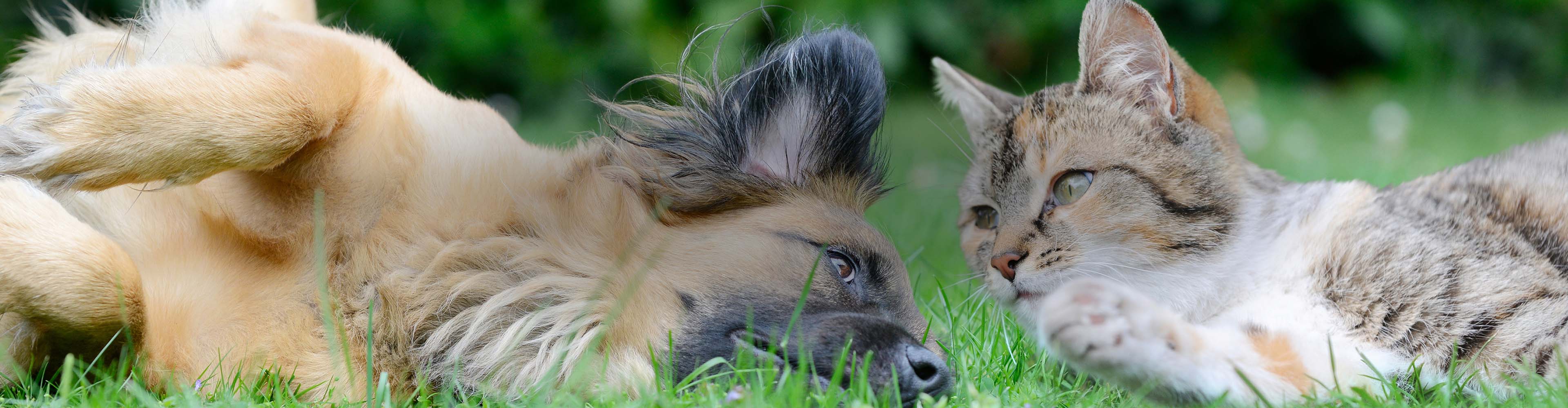 Pets-and-Wildlife-Header-Desktop.jpg