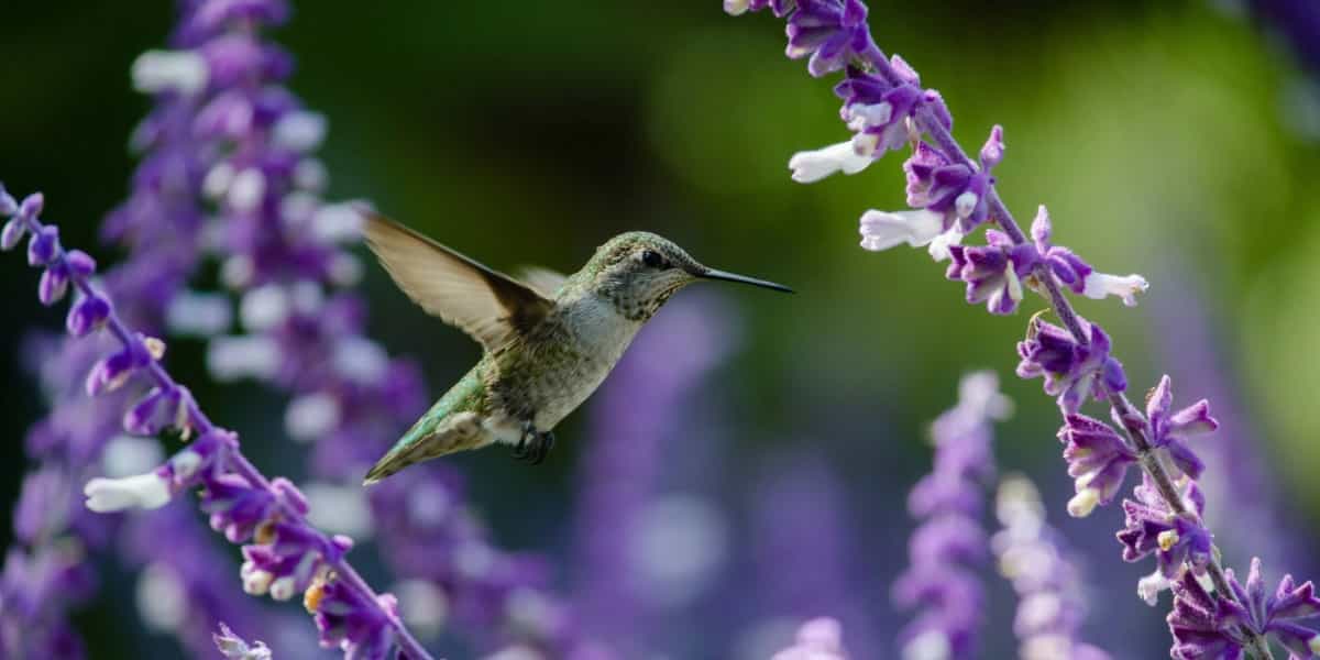 Bird Savings Callout Card.jpg