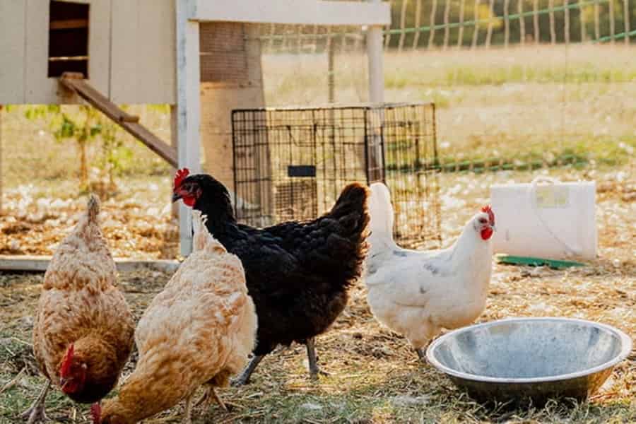 Chicken Lifestyle.jpg