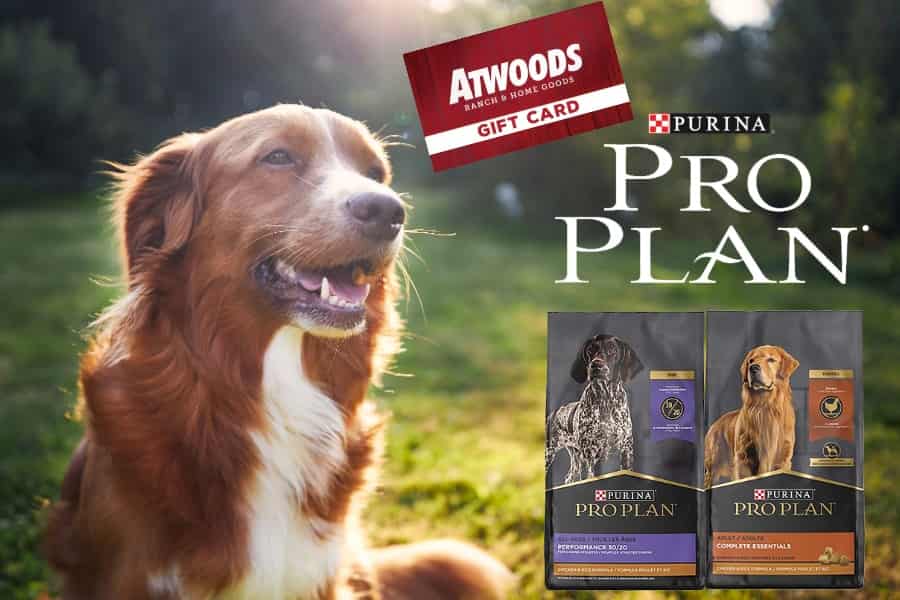 Pro Plan GC Duplex.jpg