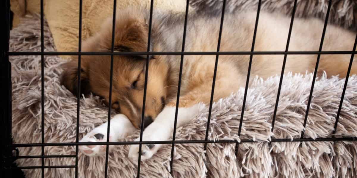 Pet Crates and Beds.jpg